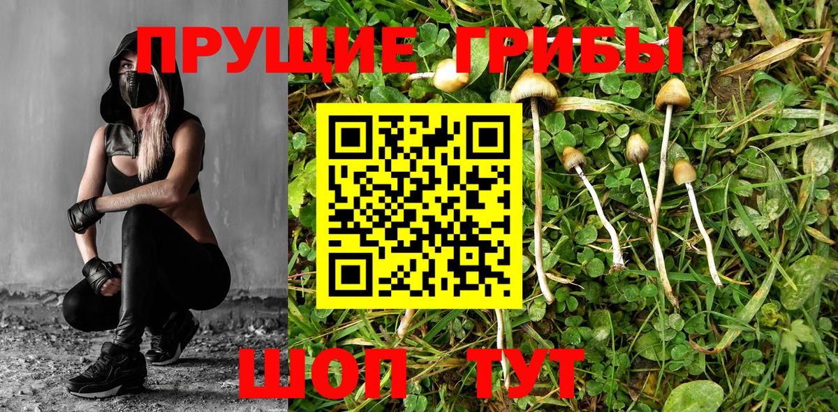 Луховицы  Псилоцибиновые грибы мицелий  Галлюциногенные грибы Psilocybe  Вход с VPN 